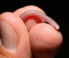 Texas Blind Snake photo 1