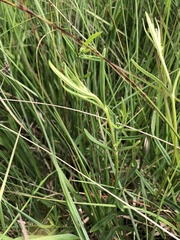 Gentiana pneumonanthe