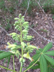 Aesculus glabra arguta