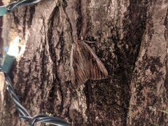Catocala herodias gerhardi