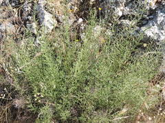 Scrophularia canina canina