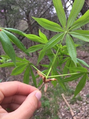 Aesculus glabra arguta