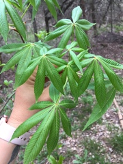 Aesculus glabra arguta