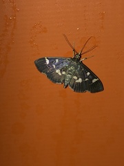 Herpetogramma luctuosalis