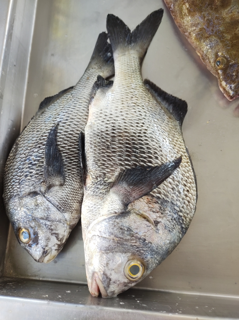 Magarate Fish Black Margate from Brasil on July 10, 2021 at 09:49 AM by Eric Fischer ...