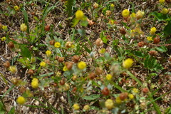 Trifolium campestre