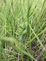 Gentiana pneumonanthe