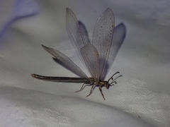 Creoleon lugdunensis