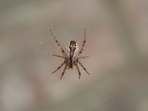Tuft-legged Orbweaver
