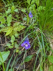 Pinguicula leptoceras