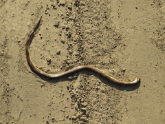 Paraphimophis rusticus