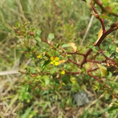 Ludwigia perennis