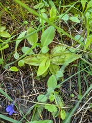 Pinguicula leptoceras