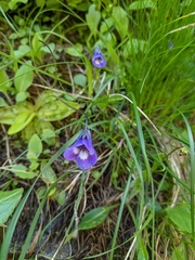 Pinguicula leptoceras