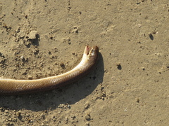 Paraphimophis rusticus