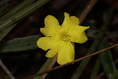 Hibbertia cunninghamii