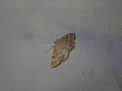 Idaea circuitaria