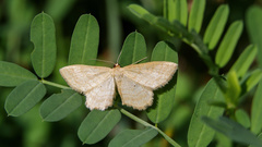 Idaea rufaria