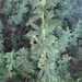 Zieria cytisoides - Photo (c) ronavery, algunos derechos reservados (CC BY), subido por ronavery