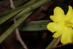 Hibbertia cunninghamii