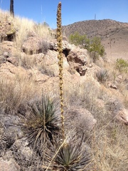 Dasylirion parryanum