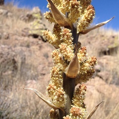 Dasylirion parryanum