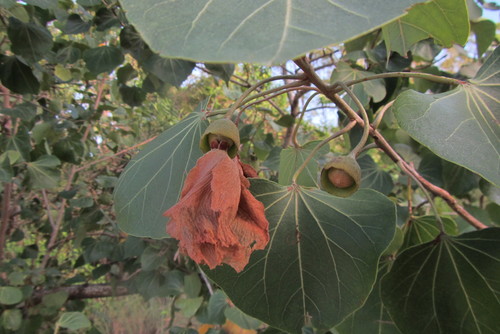 Thespesia populneoides (Thespesia populneoides)