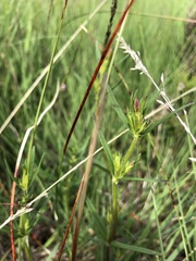 Gentiana pneumonanthe