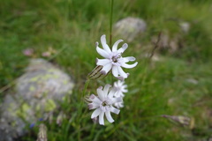 Silene ciliata