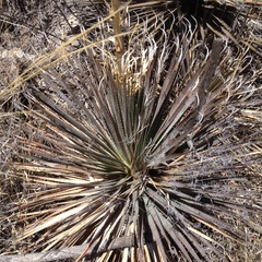 Dasylirion parryanum