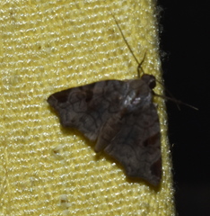 Androlymnia emarginata