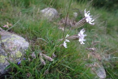 Silene ciliata