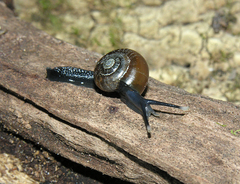 Trachycystis tollini