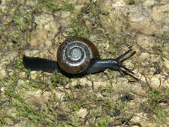 Trachycystis tollini