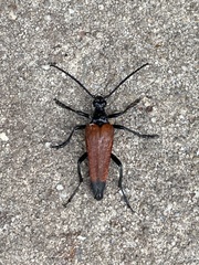 Stenelytrana emarginata