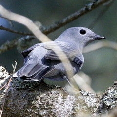 Coracina caesia caesia