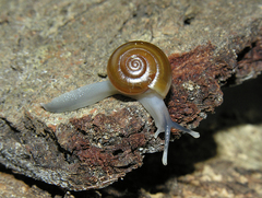 Trachycystis tollini