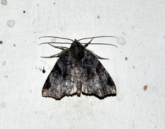 Androlymnia emarginata