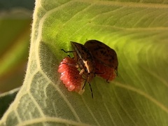 Coptochilus lentiginosus