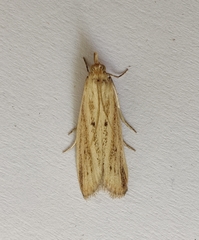 Hypsotropa unipunctella