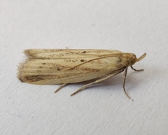 Hypsotropa unipunctella