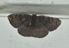 Astygisa albopunctata