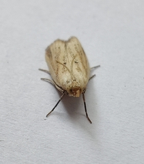 Hypsotropa unipunctella