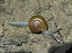 Trachycystis tollini