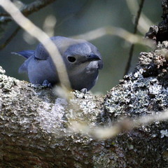 Coracina caesia caesia