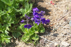 Veronica grandiflora