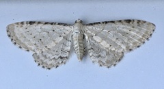 Eupithecia cretaceata