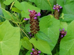 Prunella vulgaris