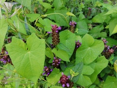 Prunella vulgaris