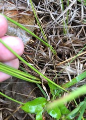 Juncus greenei
